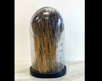 Lot 9693 Dried Lavender Glass Dome Display