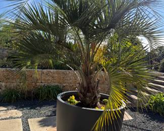 Super Large Palm Tree in Pot