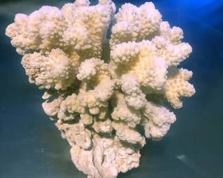 white coral