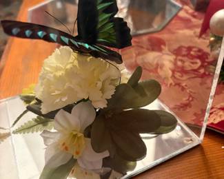 Palawan Birdwing Butterfly