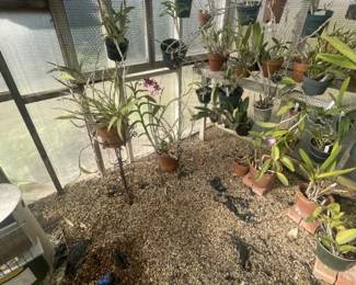 Orchids in Green House 