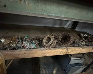 bird nest collection