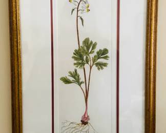 DUTCHMAN'S BREECHES SHARON MORRIS KINCHELOE