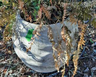 #5  Plastic Pot   $25