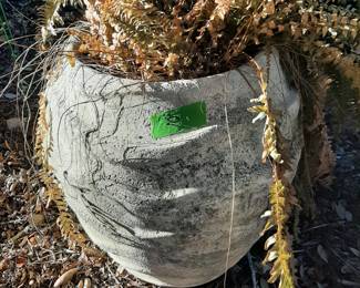 #10  Plastic Pot  15x24   $25