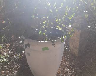 #13  Plastic Pot w/Plant  23x32   $20