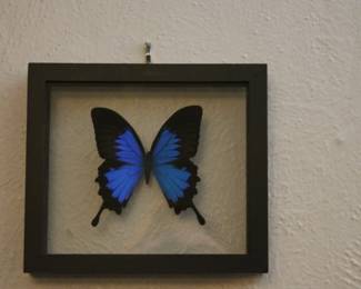 Framed Papilio (Ulysses Butterfly)