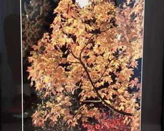 Framed Work Autumn Leaves In Genesee Park