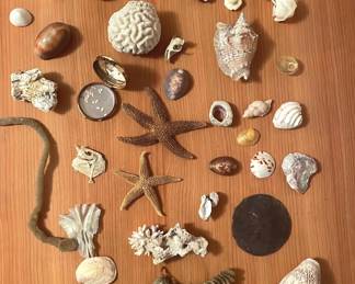 Sealife Shells, Sea Stars And More