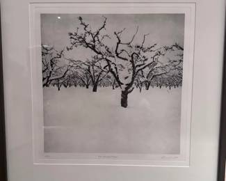 Pear Orchard by Ian Martin