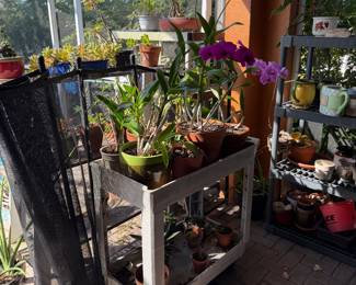 There’s the orchid