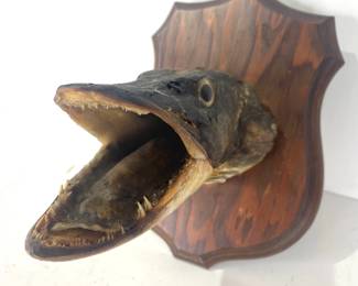 antique northern pike fish head mount