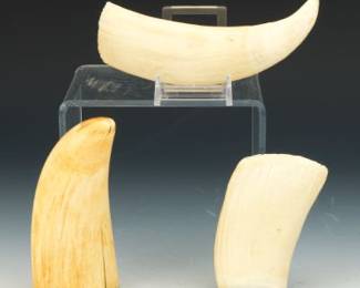 Three Sperm Whale Teeth 