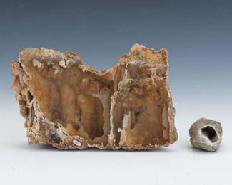 Two Fossil Specimens 