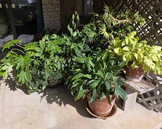 Gorgeous Greenery Lot Beat The Nursery Prices