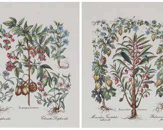 2176
After Basilius Besler
(1561-1629)
"Staphylodendron," and "Balfamina foemina," two plates from "Hortus Eystettensis"
Each: Mechanical reproduction (of a 17th century engraving with hand-coloring) on white wove paper
Each: From the edition of unknown size and date; printed 20th/21st century
Each: Unsigned
Sight of each: 22" H x 18" W
Estimate: $500 - $700