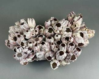 Natural Purple Acorn Barnacle Cluster
