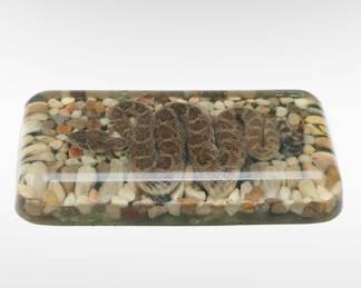 Taxidermy Juvenile Western Diamondback Rattlesnake Encased in Resin