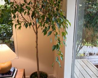 $40 Ficus tree in ceramic pot. Needs a new home! Available for online and in person purchase.