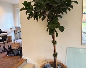 $140 Healthy 8’ tall Fiddle Fig tree in large decorative basket. Available for online and in person purchase.