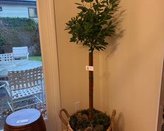 $40. Citrus tree in a large basket.  In-person shopping only.