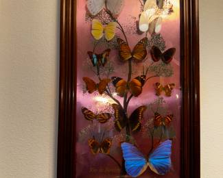 Vintage butterfly collection in curved glass frame.