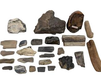 Petrified Wood Pieces