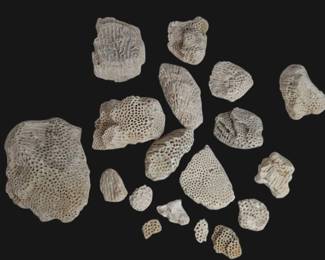 Dried Natural Coral Fossils