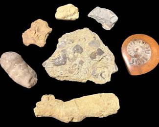 Ammonite, Trilobite, Brachiopods, More Fossils