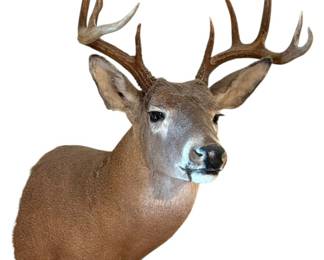 Deer Mount