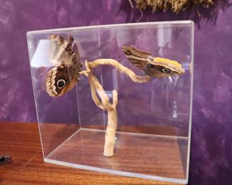 Owl Butterflies   Mounted with case