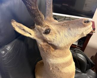 ANTELOPE HEAD TROPHY MOUNT