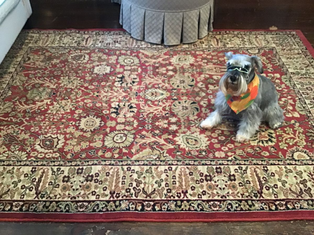 Bentley is waiting on this lovely rug  for you to come see him!