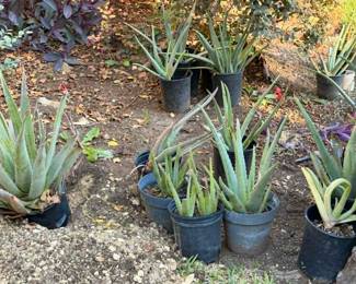 Aloe Vera Plant
