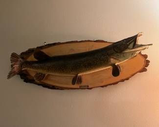Large Pike Taxidermy