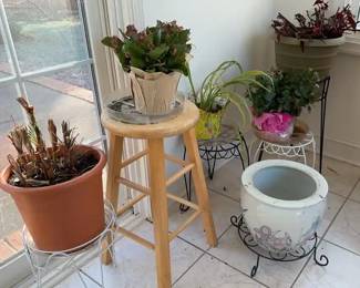 Live Plants, Plant Stands And More