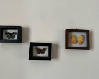 Butterflies