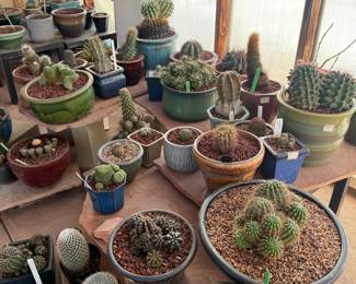 award winning cacti