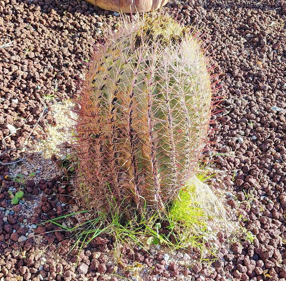 Barrel cactus