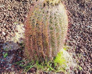 Barrel cactus