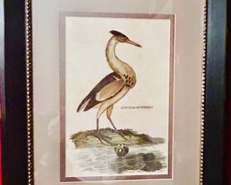 The Little Bittern, a marsh bird of the Heron family