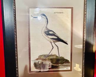 The Avoset, a wading bird with curved bill