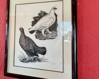 John Selby grouse male and Ptarmigan male