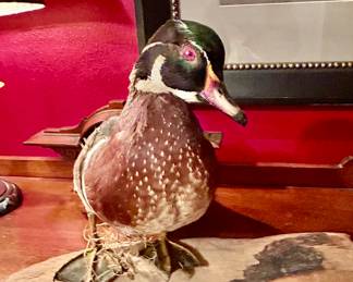 Taxidermy Wood Duck mount with very vibrant colors standing on a piece of driftwood
