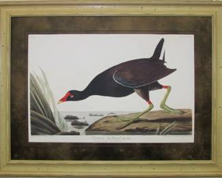 9065 - COMMON GALLINULE PRINT BY JOHN J. AUDUBON 35.5 X 27