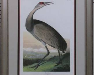 9018 - HOOPING CRANE YOUNG BY JOHN J. AUDUBON 23.5 X 29.5