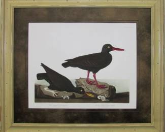 9064 - WHITE LEGGED OYSTER CATCHER BY JOHN J. AUDUBON 30 X 26