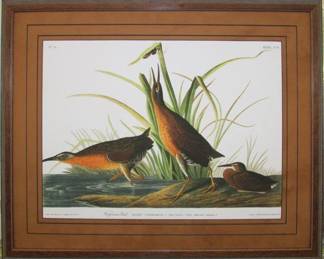 9062 - VIRGINIAN RAIL BY JOHN J. AUDUBON 30.5 X 24.5