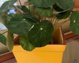 $20 crate and barrel