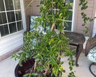 Beautiful flowering tropical vine. $80